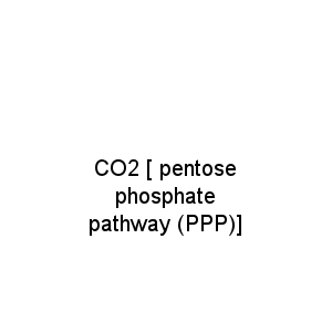 CO2 [ pentose phosphate pathway (PPP)]